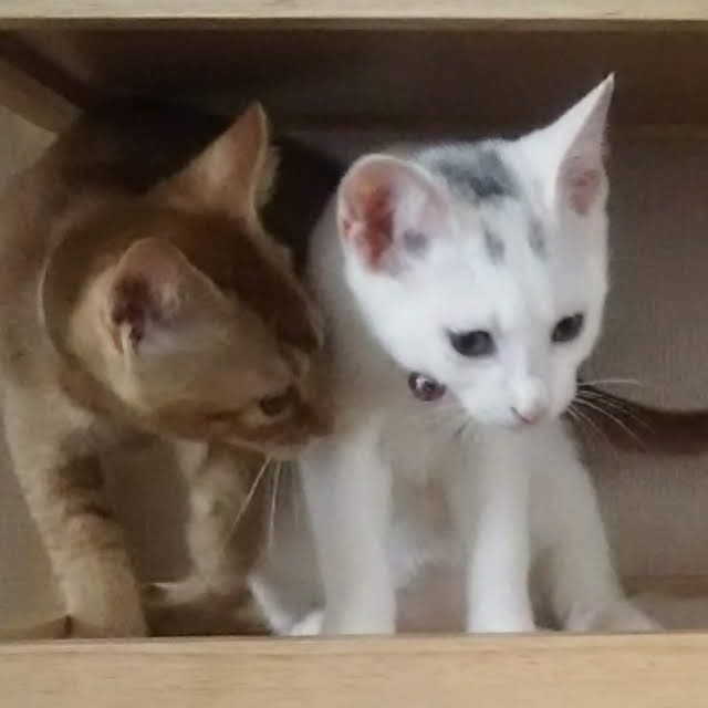 我が家の猫たち | evergreen works online store