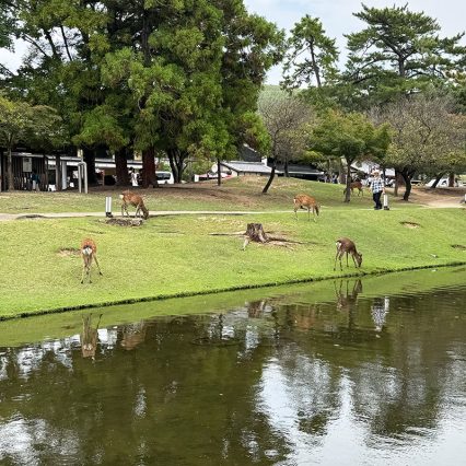 京都帰省と奈良観光